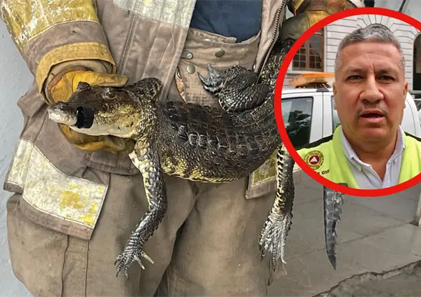 Censo de cocodrilos al 60% en Tamaulipas: Buscarán modificar la norma que protege a saurios para su aprovechamiento