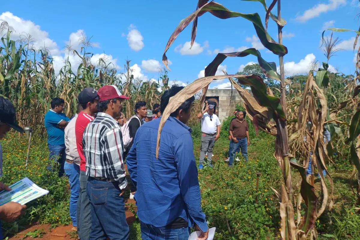 Ganaderos de México ponen em marcha iniciativa Cosechando Soberanía / Foto: Cosechando Soberanía Campeche