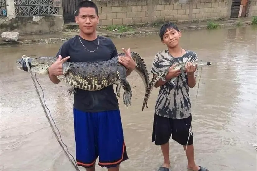  sobrepoblación de cocodrilos.