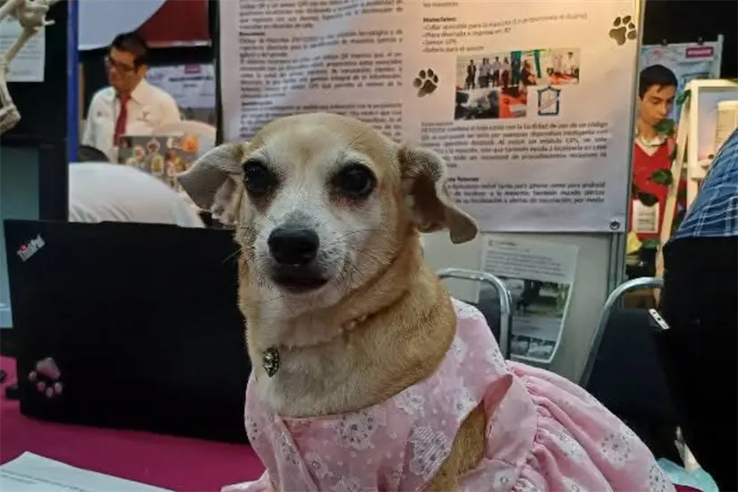 Mia Fresy Foto tomada de Facebook de Mia Fresy