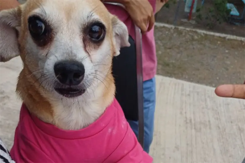 Mia Fresi ha sabido transformar su visibilidad en acción política concreta, Foto tomada de Facebook de Mia Fresy