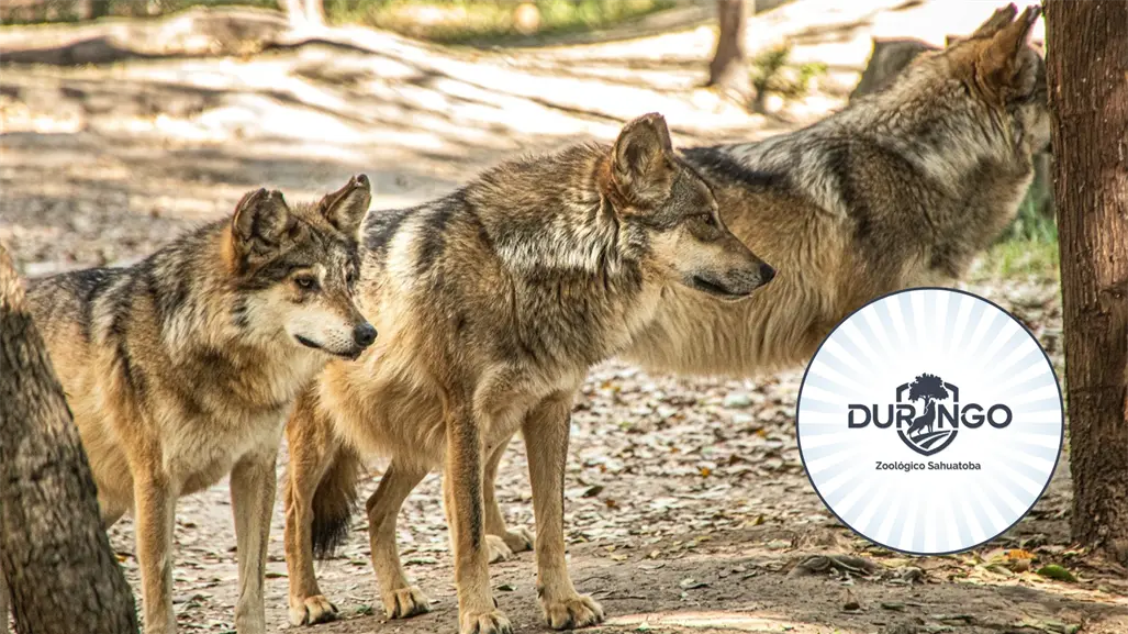 Durango tendrá un nuevo santuario para el lobo mexicano
