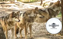 Durango tendrá un nuevo santuario para el lobo mexicano Durango tendrá un nuevo santuario para el lobo mexicano