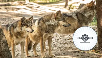 Durango tendrá un nuevo santuario para el lobo mexicano
