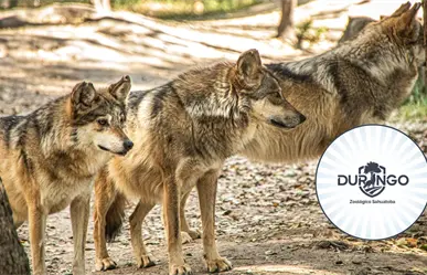 Durango tendrá un nuevo santuario para el lobo mexicano