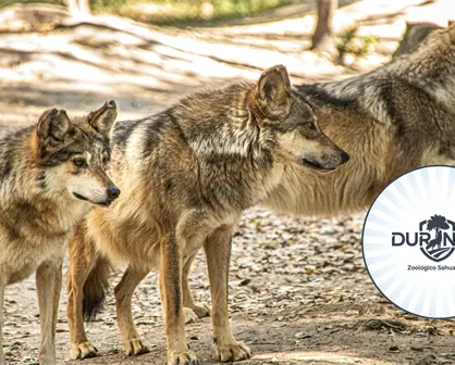 Durango tendrá un nuevo santuario para el lobo mexicano