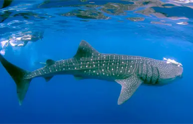 Tiburón ballena en La Paz: qué tan grandes pueden ser los que habitan la bahía