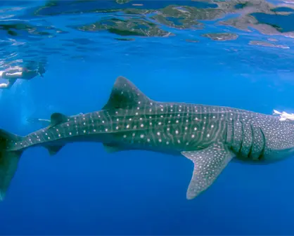Tiburón ballena en La Paz: qué tan grandes pueden ser los que habitan la bahía