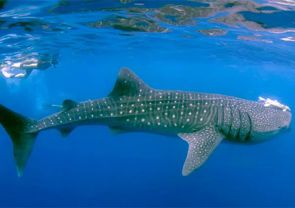 Tiburón ballena en La Paz: qué tan grandes pueden ser los que habitan la bahía