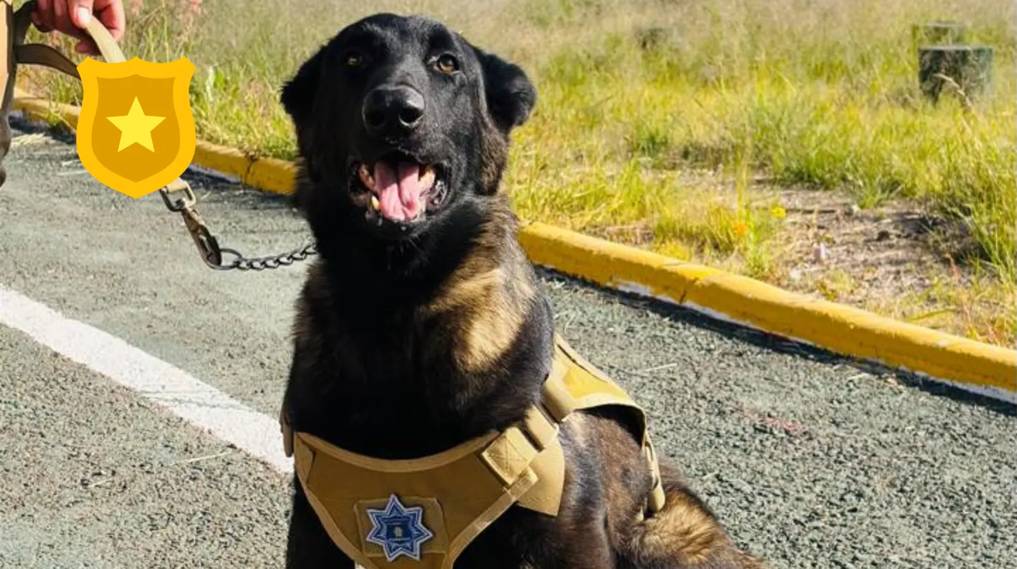 Policía Municipal rescató a perro y ahora esta en sus filas como un guardian del orden. Foto: Cortesía.