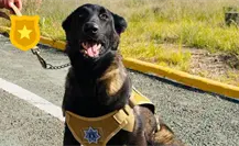 El cachorro que fue abandonado en Durango y se convirtió en perro policía