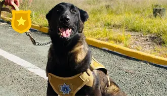 El cachorro que fue abandonado en Durango y se convirtió en perro policía