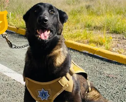 El cachorro que fue abandonado en Durango y se convirtió en perro policía