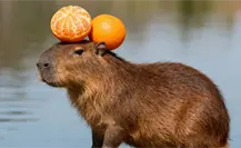 El parque Safari Altamira presenta a su nuevo integrante: una capibara El parque Safari Altamira presenta a su nuevo integrante: una capibara