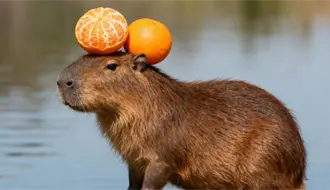 El parque Safari Altamira presenta a su nuevo integrante: una capibara