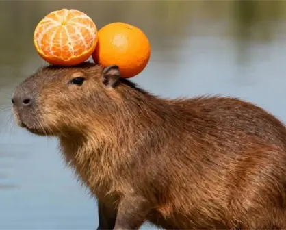 El parque Safari Altamira presenta a su nuevo integrante: una capibara