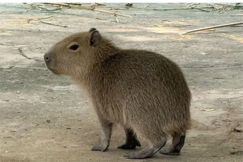 Capibara en el parque Safari Altamira Foto: Parque Safari Altamira