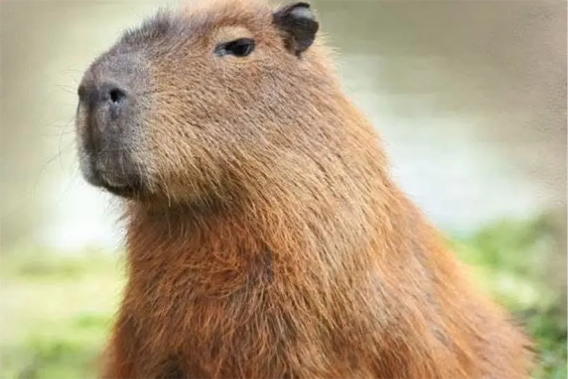 Capibara del Parque Safari Altamira Foto: Parque Safari Altamira