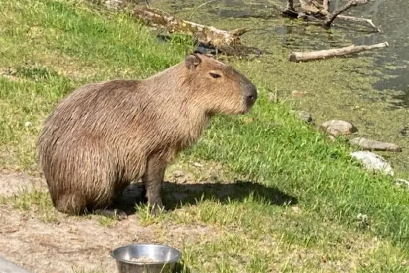 Capibara en el Parque Safari Altamira Foto: Parque Safari Altamira