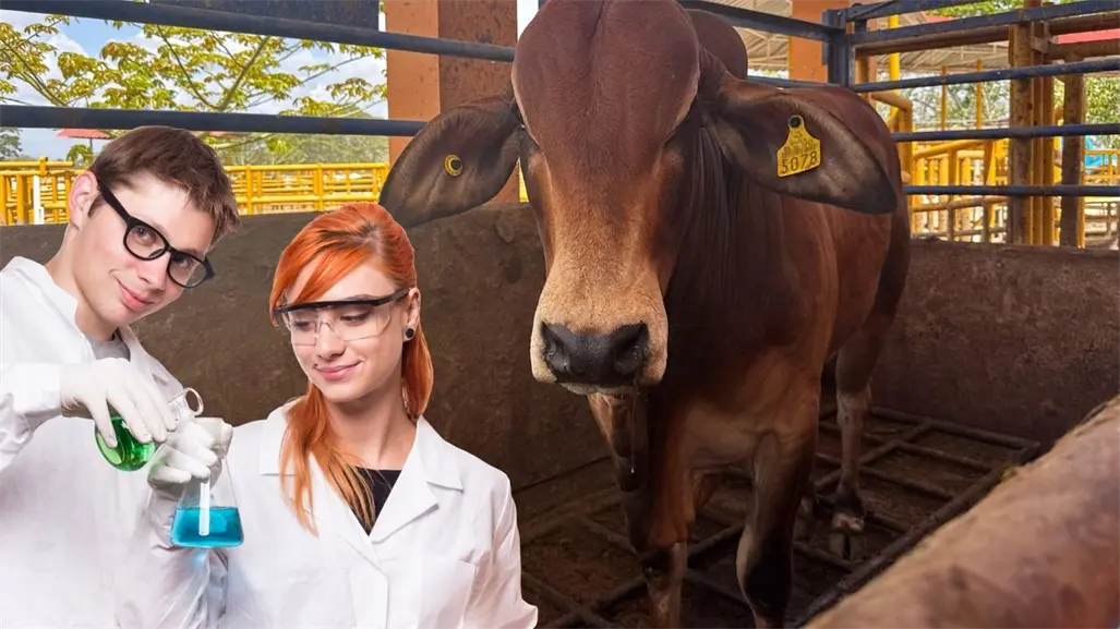 UADY desarrollará laboratorio para producir moscas estériles y combatir el gusano barrenador en Yucatán