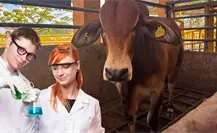 UADY desarrollará laboratorio para producir moscas estériles y combatir el gusano barrenador en Yucatán UADY desarrollará laboratorio para producir moscas estériles y combatir el gusano barrenador en Yucatán