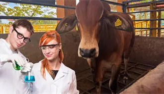 UADY desarrollará laboratorio para producir moscas estériles y combatir el gusano barrenador en Yucatán