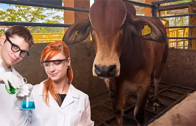 UADY desarrollará laboratorio para producir moscas estériles y combatir el gusano barrenador en Yucatán