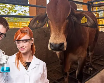 UADY desarrollará laboratorio para producir moscas estériles y combatir el gusano barrenador en Yucatán