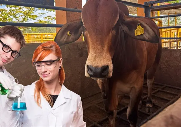 UADY desarrollará laboratorio para producir moscas estériles y combatir el gusano barrenador en Yucatán