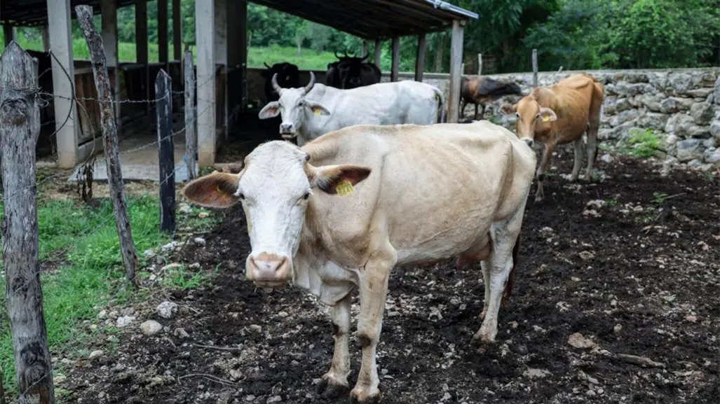 Yucatán refuerza cerco sanitario para erradicar el gusano barrenador con apoyo federal y de productores