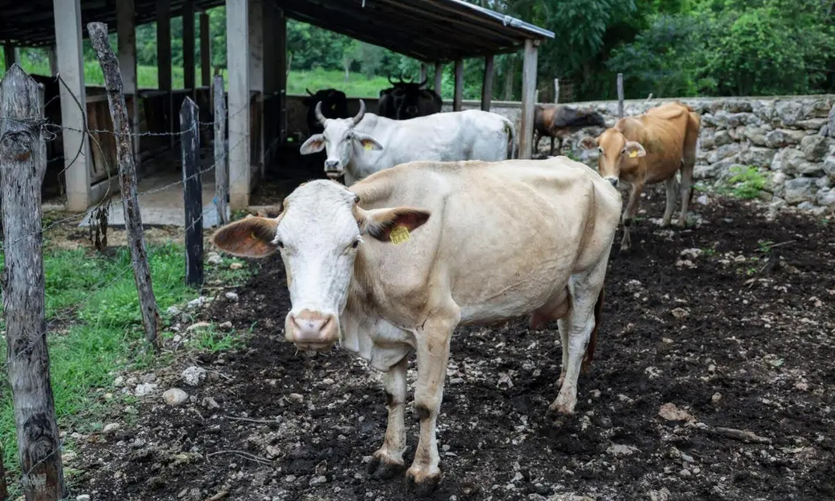 Ejemplares de ganado bovino en un rancho de Yucatán Foto: Gobierno de Yucatán