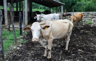 Yucatán refuerza cerco sanitario para erradicar el gusano barrenador con apoyo federal y de productores