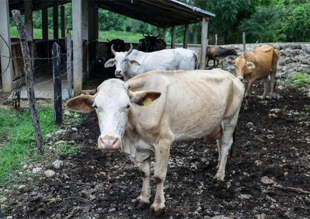 Yucatán refuerza cerco sanitario para erradicar el gusano barrenador con apoyo federal y de productores