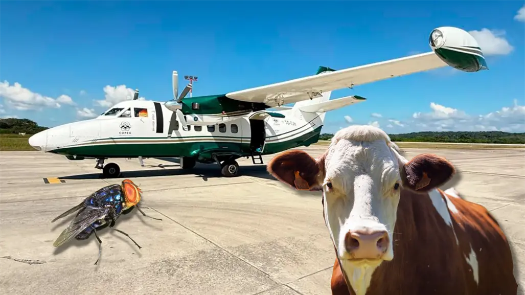 Liberan moscas estériles en Tamaulipas para contener al Gusano Barrenador