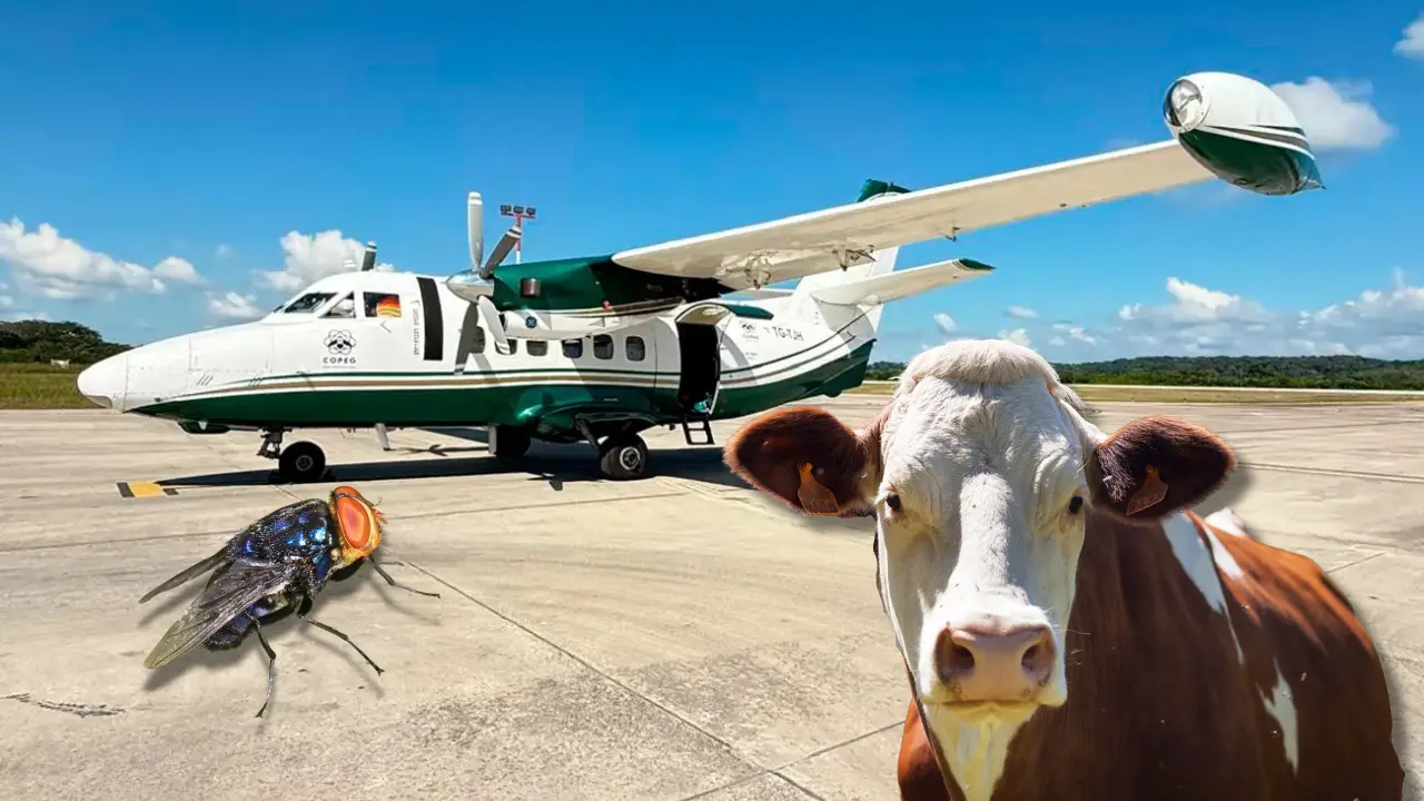 Tamaulipas se ha mantenido libre de gusano barrenador | Foto: Ganadería.com | Freepik
