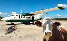 Liberan moscas estériles en Tamaulipas para contener al Gusano Barrenador Liberan moscas estériles en Tamaulipas para contener al Gusano Barrenador