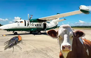 Liberan moscas estériles en Tamaulipas para contener al Gusano Barrenador