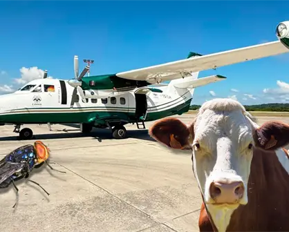 Liberan moscas estériles en Tamaulipas para contener al Gusano Barrenador
