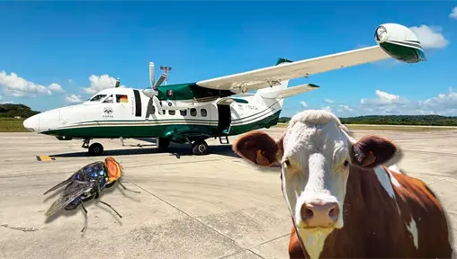 Liberan moscas estériles en Tamaulipas para contener al Gusano Barrenador Liberan moscas estériles en Tamaulipas para contener al Gusano Barrenador