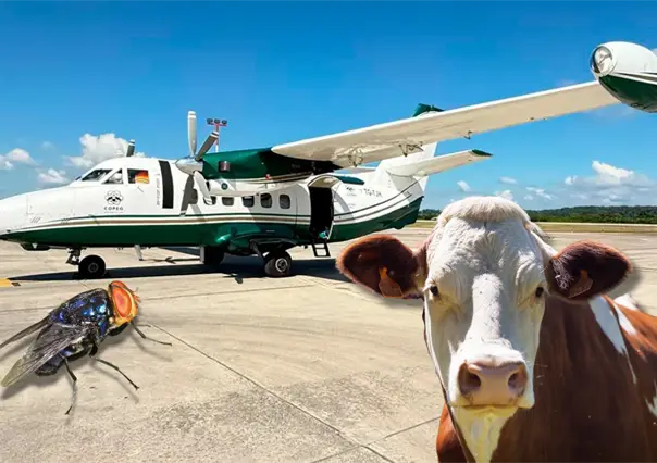 Liberan moscas estériles en Tamaulipas para contener al Gusano Barrenador