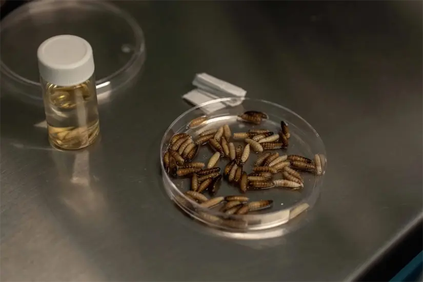 imagen recuadro Huevecillos de gusano barrenador | Foto: Ganadería.com