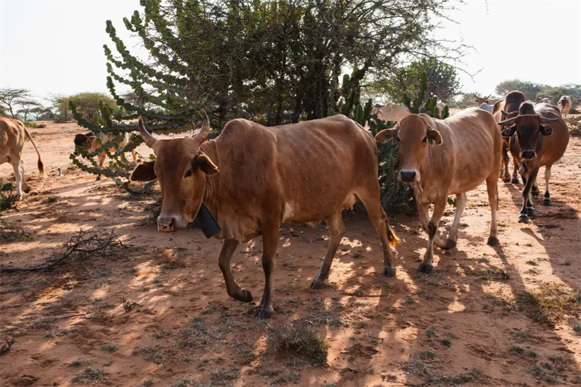 imagen recuadro Tamaulipas se ha mantenido libre del Gusano Barrenador | Foto: Ganadería.com