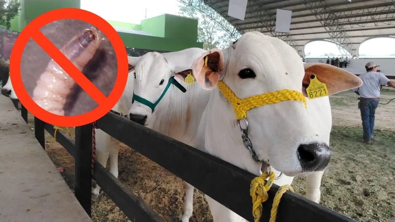 Los ganados son expuestos al público en la nave Foto: Canva | Cortesía