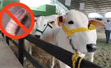 Feria Yucatán Xmatkuil 2025: así garantizan la salud del ganado con estrictos protocolos sanitarios Feria Yucatán Xmatkuil 2025: así garantizan la salud del ganado con estrictos protocolos sanitarios