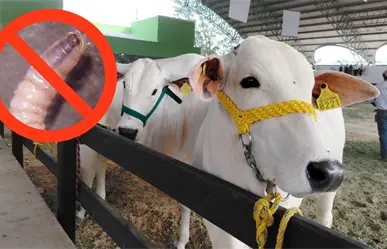 Feria Yucatán Xmatkuil 2025: así garantizan la salud del ganado con estrictos protocolos sanitarios