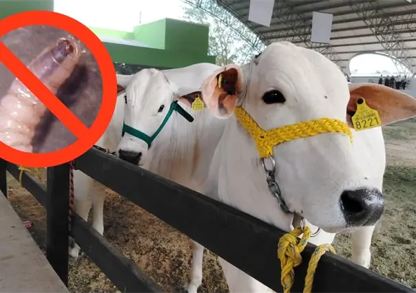 Feria Yucatán Xmatkuil 2025: así garantizan la salud del ganado con estrictos protocolos sanitarios