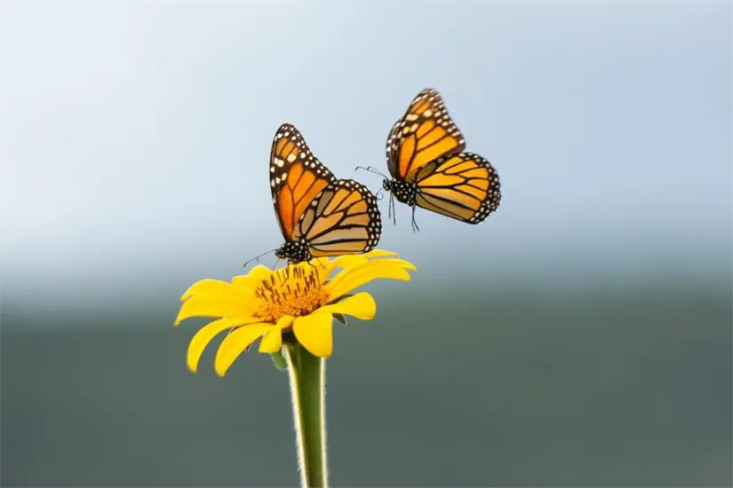 Foto: Daniel Espinoza