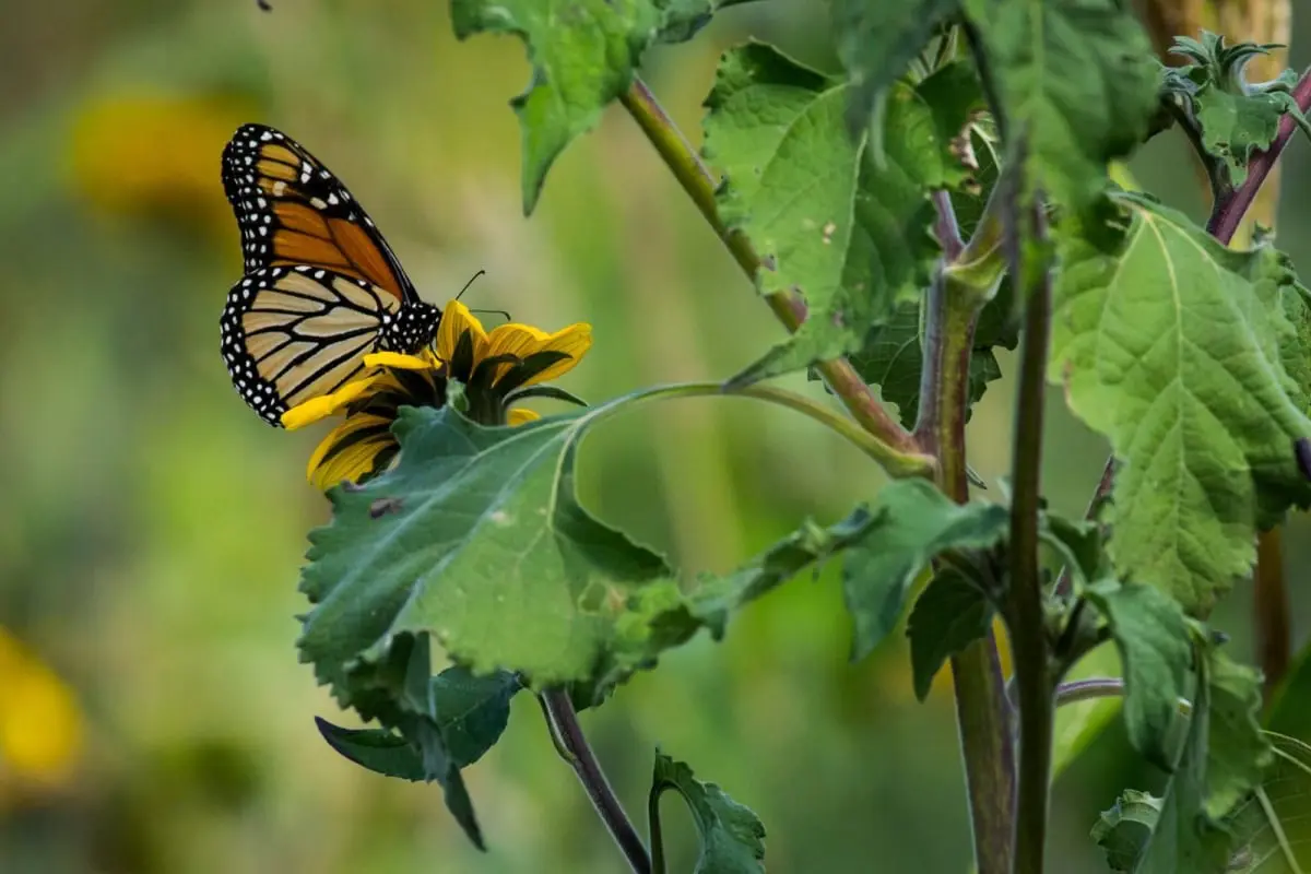 En su recorrido migratorio, la mariposa Monarca encuentra en Tamaulipas paraderos de descanso. Foto: Daniel Espinoza