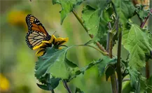Primera mariposa Monarca rastreada por satélite pasa por Tamaulipas y descansa en este icónico destino