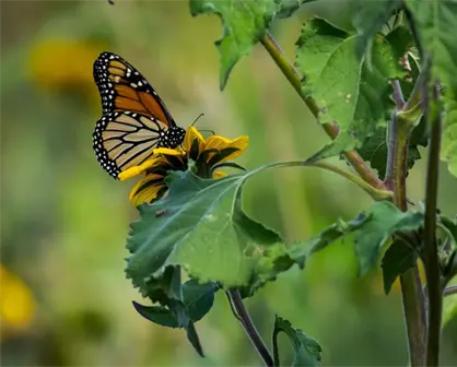 Primera mariposa Monarca rastreada por satélite pasa por Tamaulipas y descansa en este icónico destino